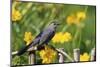 Gray Catbird on wooden fence near Lance-leaved Coreopsis, Marion, IL-Richard & Susan Day-Mounted Photographic Print