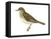 Gray-Cheeked Thrush (Hylocichla Minima), Birds-Encyclopaedia Britannica-Framed Stretched Canvas