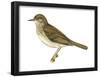 Gray-Cheeked Thrush (Hylocichla Minima), Birds-Encyclopaedia Britannica-Framed Poster