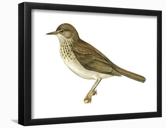 Gray-Cheeked Thrush (Hylocichla Minima), Birds-Encyclopaedia Britannica-Framed Poster