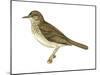 Gray-Cheeked Thrush (Hylocichla Minima), Birds-Encyclopaedia Britannica-Mounted Poster