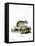Gray Dwarf Hamster-null-Framed Stretched Canvas