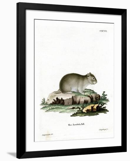 Gray Dwarf Hamster-null-Framed Giclee Print