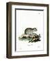 Gray Dwarf Hamster-null-Framed Premium Giclee Print