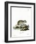 Gray Dwarf Hamster-null-Framed Premium Giclee Print