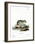 Gray Dwarf Hamster-null-Framed Giclee Print