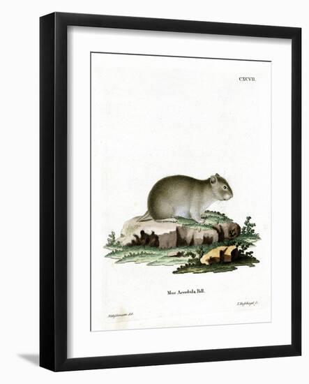 Gray Dwarf Hamster-null-Framed Giclee Print