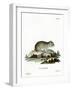 Gray Dwarf Hamster-null-Framed Giclee Print