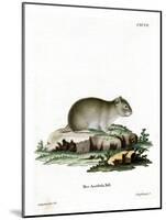 Gray Dwarf Hamster-null-Mounted Giclee Print