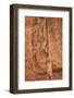 Gray-Footed Chacma Baboons-Michele Westmorland-Framed Photographic Print