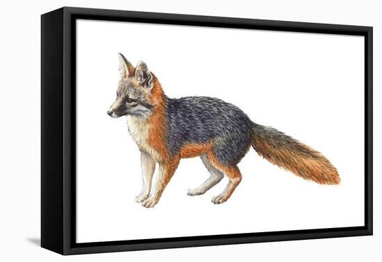 Gray Fox (Urocyon Cinereoargenteus), Mammals-Encyclopaedia Britannica-Framed Stretched Canvas