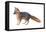 Gray Fox (Urocyon Cinereoargenteus), Mammals-Encyclopaedia Britannica-Framed Stretched Canvas