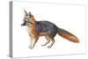 Gray Fox (Urocyon Cinereoargenteus), Mammals-Encyclopaedia Britannica-Stretched Canvas