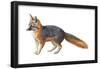 Gray Fox (Urocyon Cinereoargenteus), Mammals-Encyclopaedia Britannica-Framed Poster