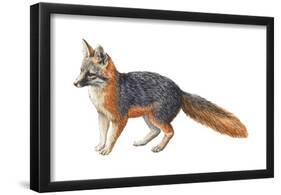 Gray Fox (Urocyon Cinereoargenteus), Mammals-Encyclopaedia Britannica-Framed Poster