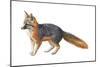 Gray Fox (Urocyon Cinereoargenteus), Mammals-Encyclopaedia Britannica-Mounted Poster