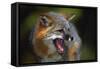 Gray Fox-null-Framed Stretched Canvas