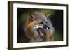 Gray Fox-null-Framed Photographic Print