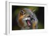 Gray Fox-null-Framed Photographic Print