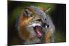 Gray Fox-null-Mounted Photographic Print