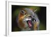 Gray Fox-null-Framed Photographic Print