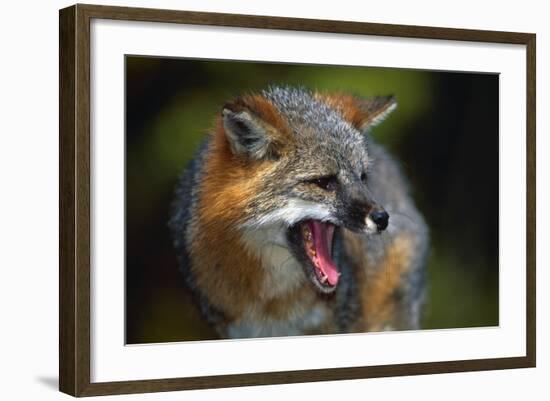 Gray Fox-null-Framed Photographic Print