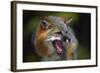 Gray Fox-null-Framed Photographic Print