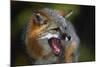 Gray Fox-null-Mounted Photographic Print