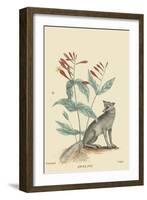 Gray Fox-Mark Catesby-Framed Art Print