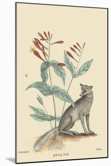 Gray Fox-Mark Catesby-Mounted Art Print