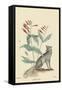Gray Fox-Mark Catesby-Framed Stretched Canvas