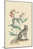 Gray Fox-Mark Catesby-Mounted Art Print