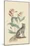 Gray Fox-Mark Catesby-Mounted Art Print