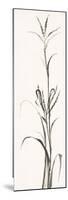 Gray Grasses IV-Chris Paschke-Mounted Premium Giclee Print