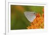 Gray Hairstreak on Butterfly Milkweed, Marion, Illinois, Usa-Richard ans Susan Day-Framed Photographic Print