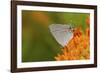 Gray Hairstreak on Butterfly Milkweed, Marion, Illinois, Usa-Richard ans Susan Day-Framed Photographic Print