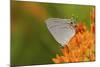 Gray Hairstreak on Butterfly Milkweed, Marion, Illinois, Usa-Richard ans Susan Day-Mounted Photographic Print