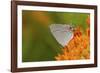 Gray Hairstreak on Butterfly Milkweed, Marion, Illinois, Usa-Richard ans Susan Day-Framed Photographic Print