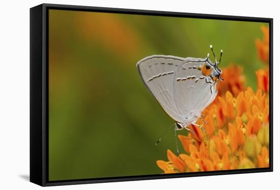 Gray Hairstreak on Butterfly Milkweed, Marion, Illinois, Usa-Richard ans Susan Day-Framed Stretched Canvas