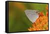 Gray Hairstreak on Butterfly Milkweed, Marion, Illinois, Usa-Richard ans Susan Day-Framed Stretched Canvas