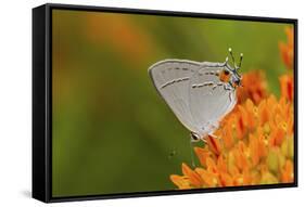 Gray Hairstreak on Butterfly Milkweed, Marion, Illinois, Usa-Richard ans Susan Day-Framed Stretched Canvas