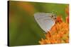 Gray Hairstreak on Butterfly Milkweed, Marion, Illinois, Usa-Richard ans Susan Day-Stretched Canvas