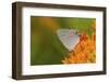 Gray Hairstreak on Butterfly Milkweed, Marion, Illinois, Usa-Richard ans Susan Day-Framed Photographic Print