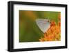 Gray Hairstreak on Butterfly Milkweed, Marion, Illinois, Usa-Richard ans Susan Day-Framed Photographic Print