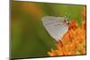 Gray Hairstreak on Butterfly Milkweed, Marion, Illinois, Usa-Richard ans Susan Day-Mounted Photographic Print