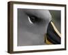 Gray-Headed Albatross at Nesting Site, Elsehul Bay, South Georgia Island, Sub-Antarctica-Paul Souders-Framed Photographic Print