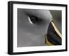 Gray-Headed Albatross at Nesting Site, Elsehul Bay, South Georgia Island, Sub-Antarctica-Paul Souders-Framed Photographic Print