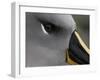 Gray-Headed Albatross at Nesting Site, Elsehul Bay, South Georgia Island, Sub-Antarctica-Paul Souders-Framed Photographic Print