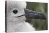 Gray-Headed Albatross Chick on South Georgia Island-null-Stretched Canvas