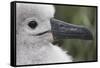 Gray-Headed Albatross Chick on South Georgia Island-null-Framed Stretched Canvas